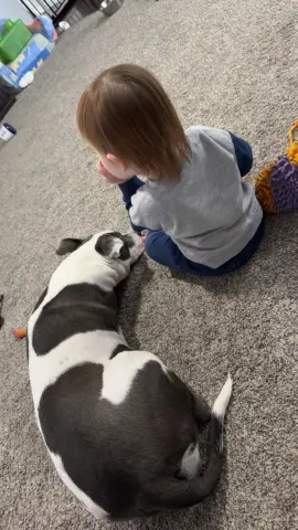 Carnation thumbnail 3