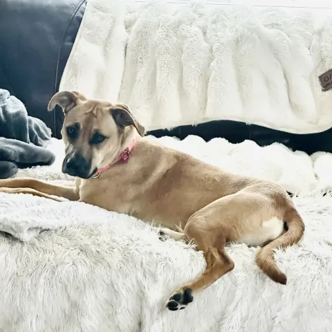 Half Pint thumbnail 3