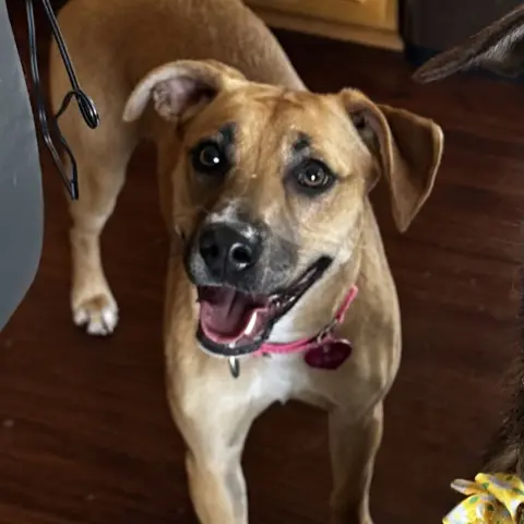 Half Pint thumbnail 5