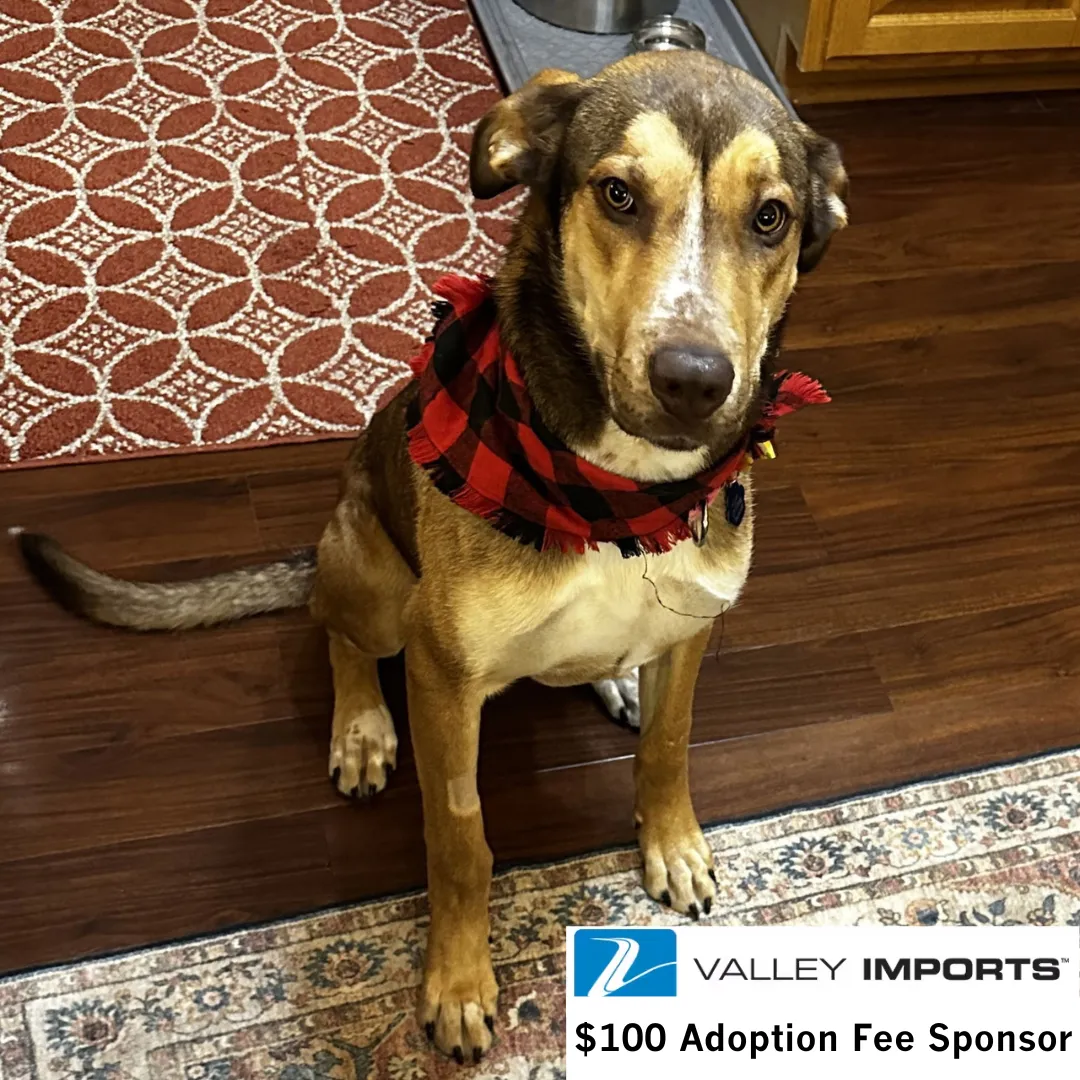 Rudy Gobert - Photo 1