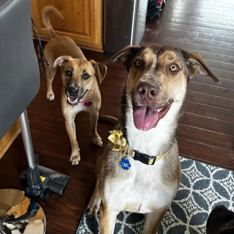 Rudy Gobert thumbnail 2