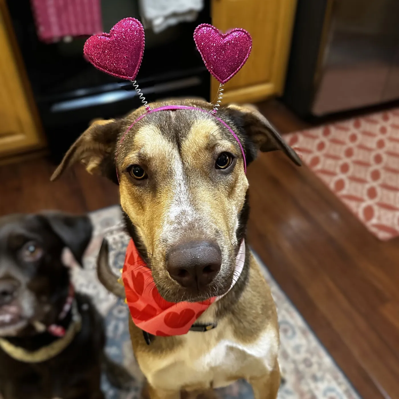 Rudy Gobert - Photo 5