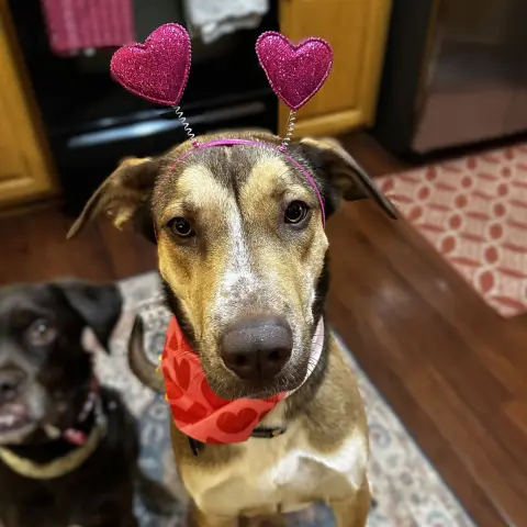 Rudy Gobert thumbnail 5