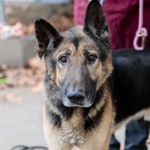 Burberry thumbnail 3