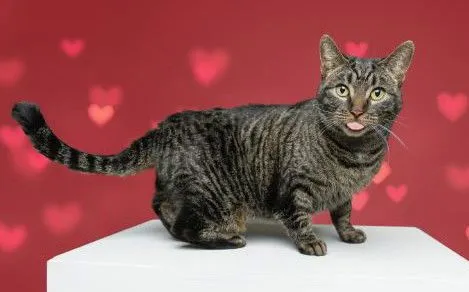 Queen Tigress - Photo 1