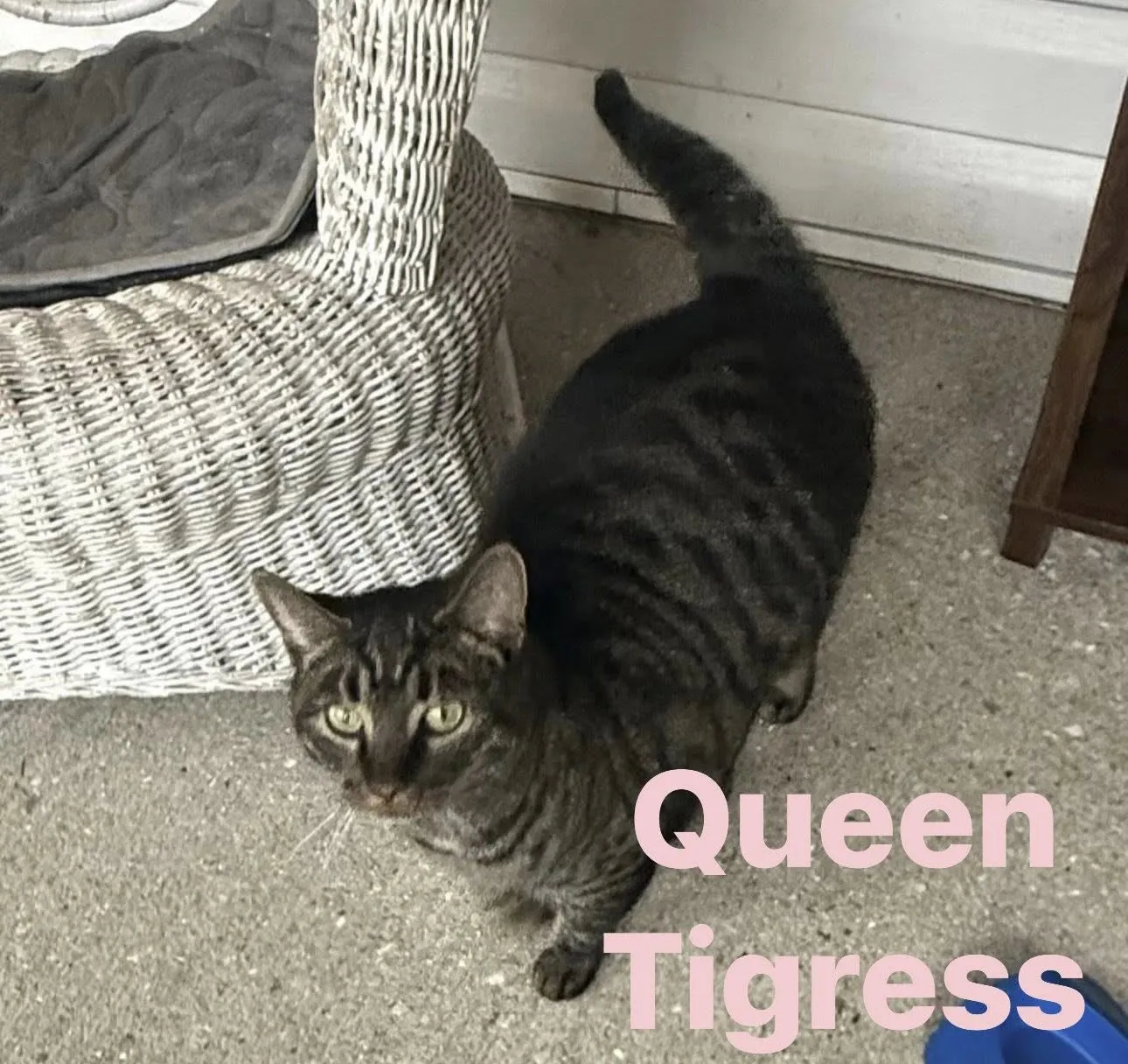 Queen Tigress - Photo 2
