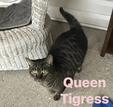 Queen Tigress thumbnail 2