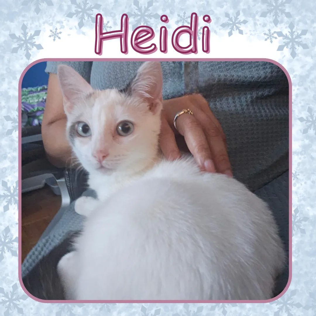 Heidi - Photo 3