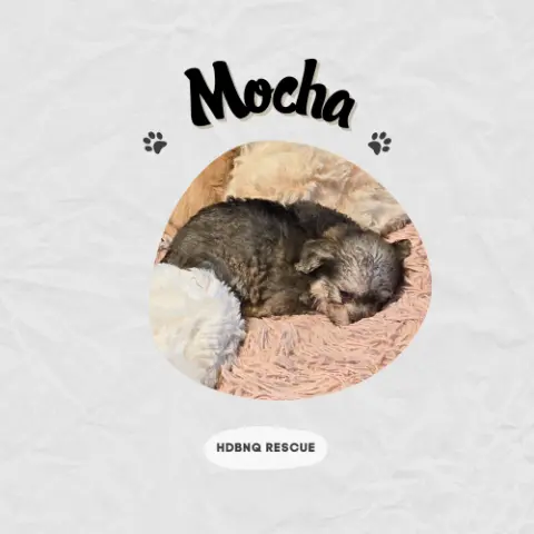 Mocha thumbnail 3
