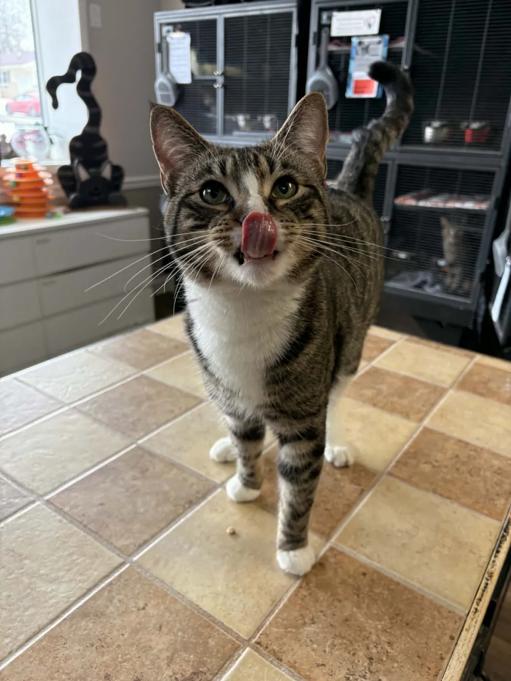 Walt Whiskers - Photo 2