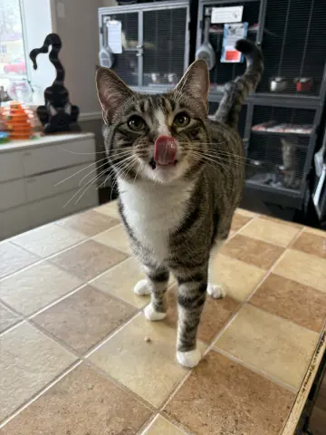 Walt Whiskers thumbnail 2