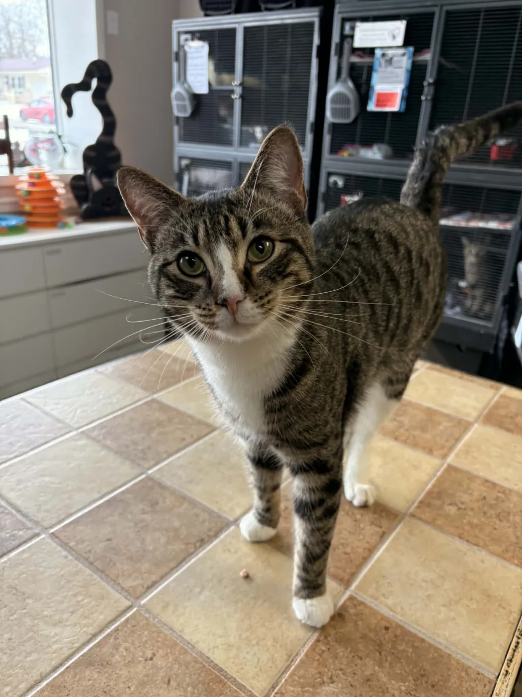 Walt Whiskers - Photo 3