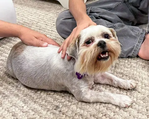 Miss Biscuit thumbnail 1