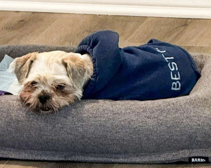 Miss Biscuit - Photo 2