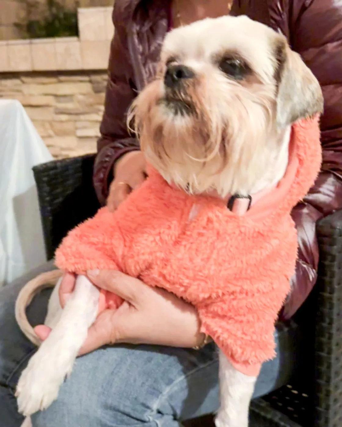 Miss Biscuit - Photo 3