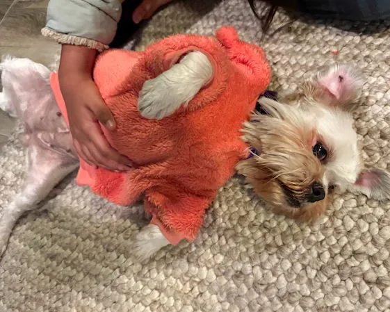 Miss Biscuit - Photo 4