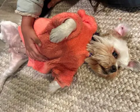 Miss Biscuit thumbnail 4