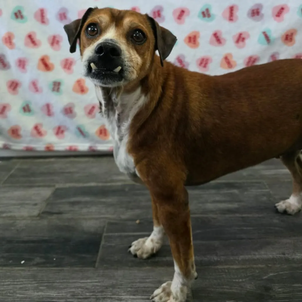 Boxcar Willie - Photo 2