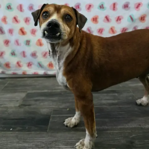 Boxcar Willie thumbnail 2