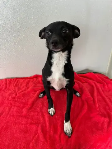 Tiny Rose thumbnail 2