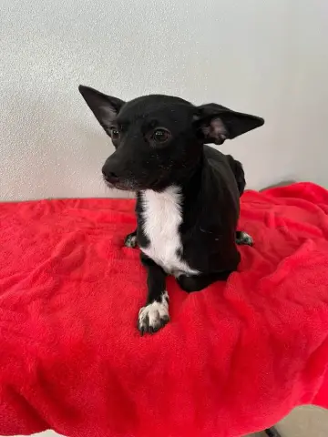 Tiny Rose thumbnail 3