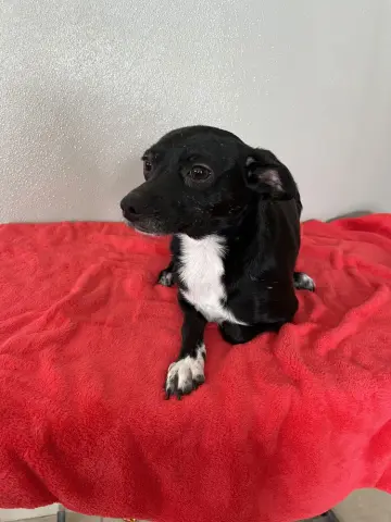 Tiny Rose thumbnail 4