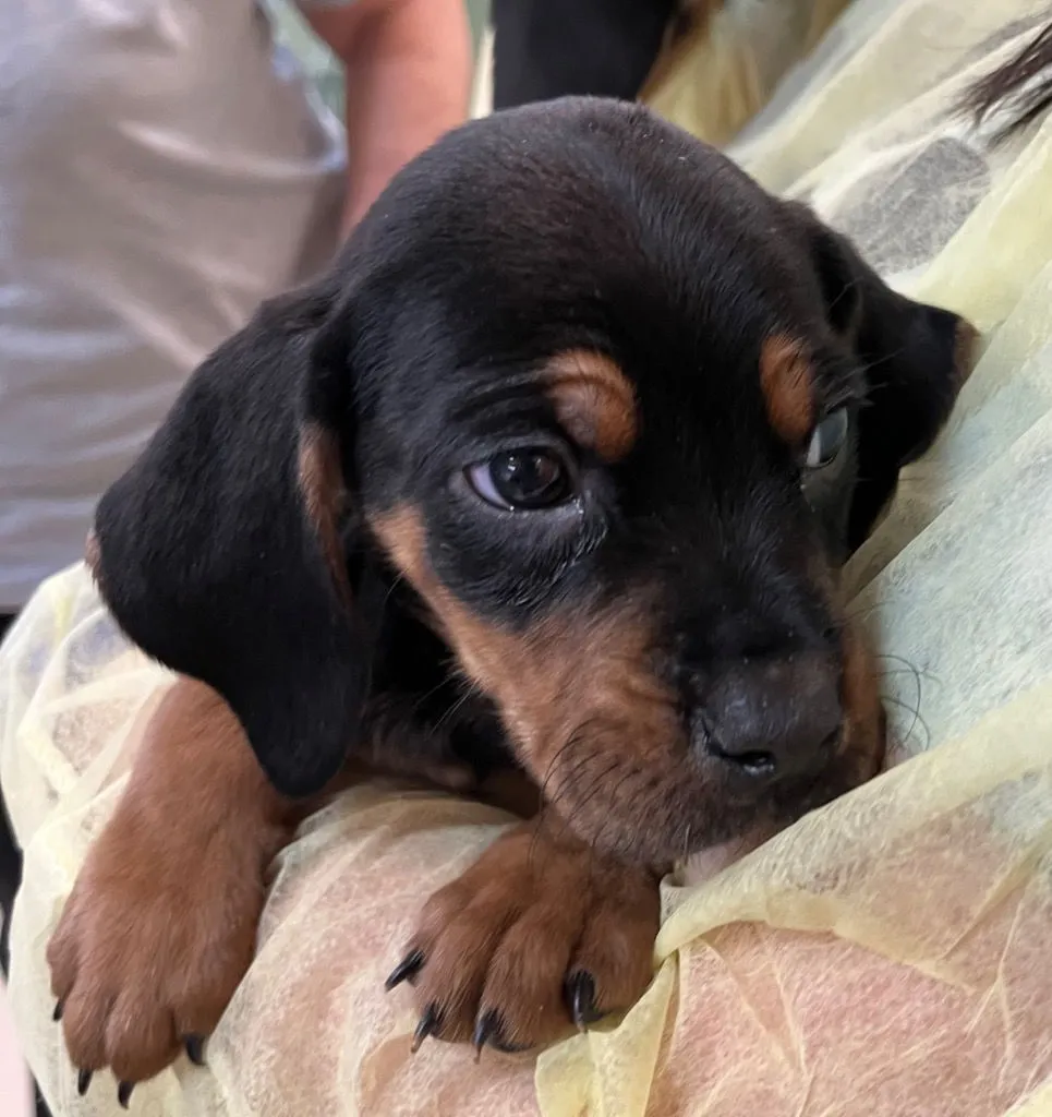 Lip Gallagher - Photo 1