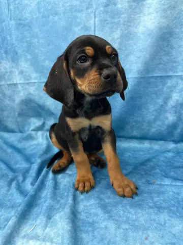 Lip Gallagher thumbnail 3