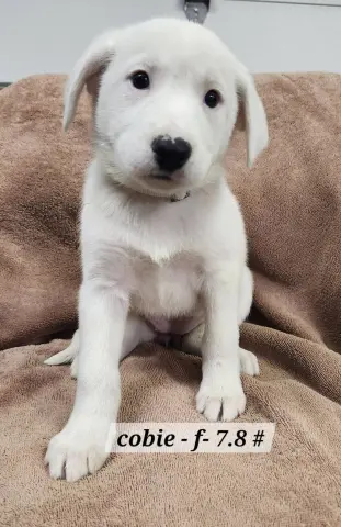 Cobie