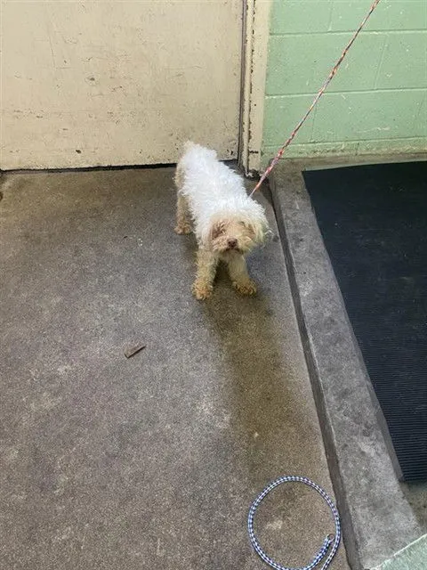 Mocha Frappe - Photo 1