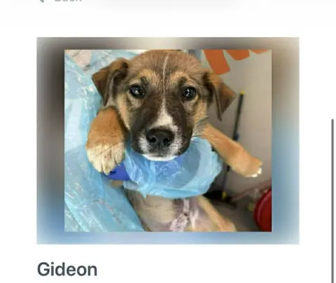 Gideon