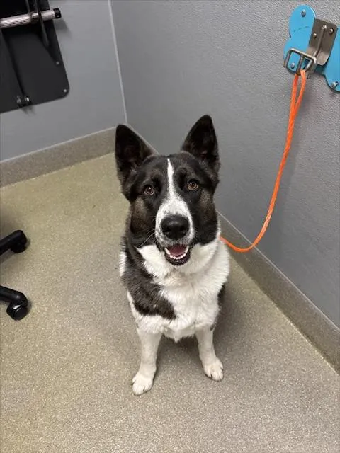 Honey Badger - Photo 1