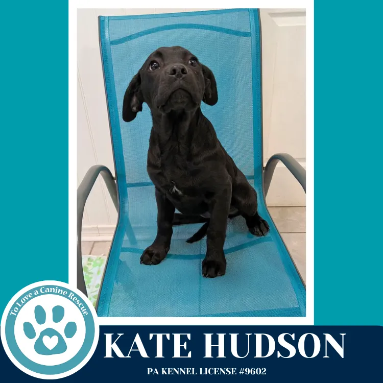 Kate Hudson - Photo 3