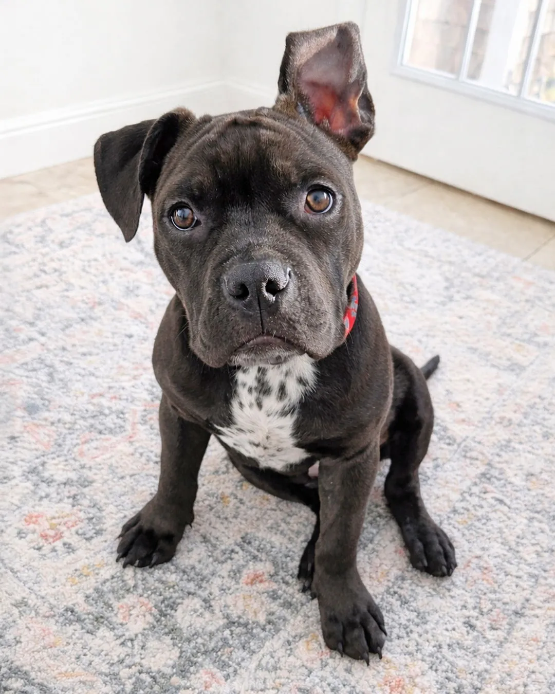 Baby Groot - Photo 1