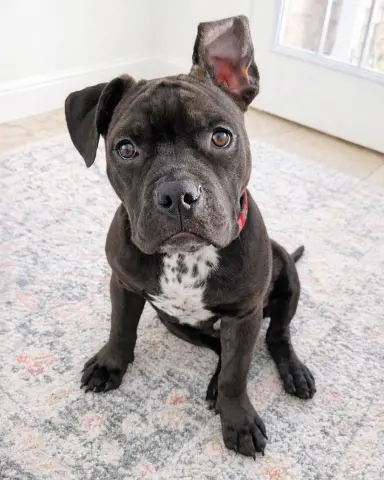 Baby Groot thumbnail 1