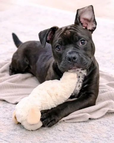 Baby Groot thumbnail 3