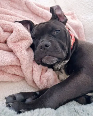 Baby Groot thumbnail 4