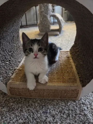 Kangaroo thumbnail 1