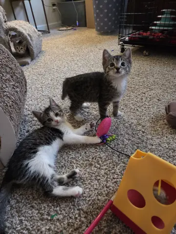 Kangaroo thumbnail 4