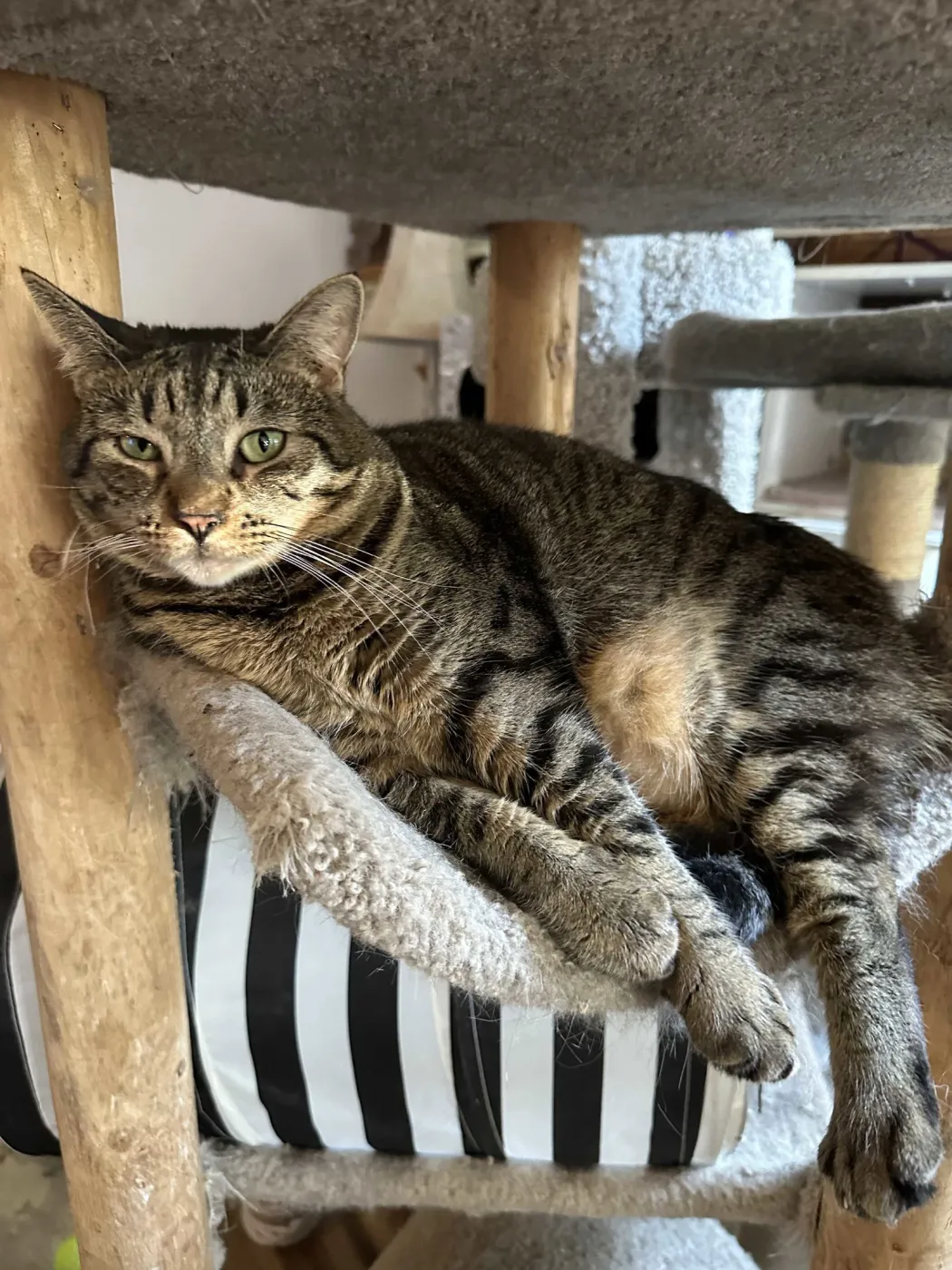 Lana Del Meow - Photo 2