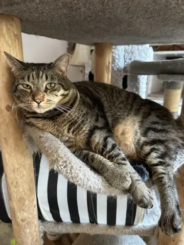 Lana Del Meow thumbnail 2