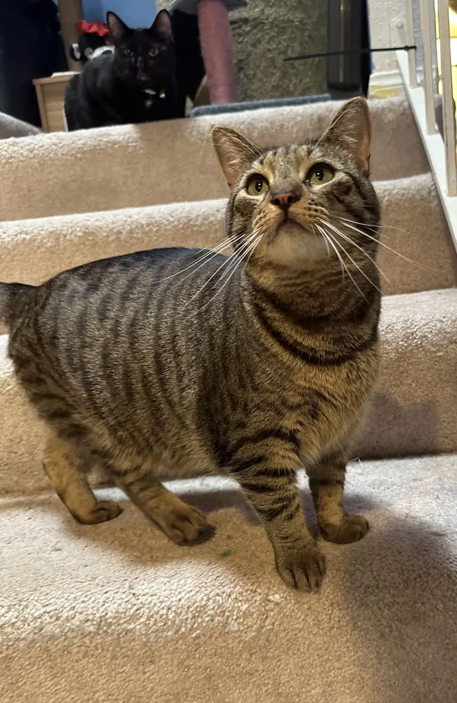 Lana Del Meow - Photo 3