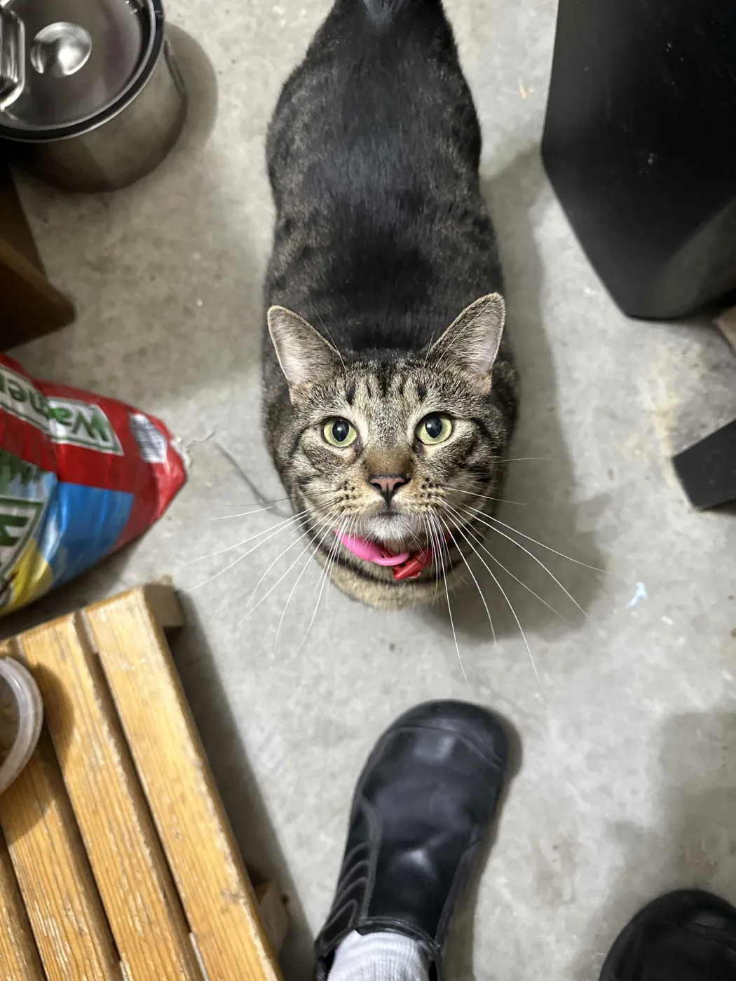 Lana Del Meow - Photo 4