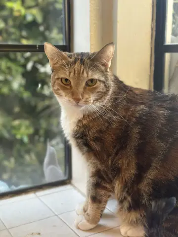 Princess Zelda thumbnail 2