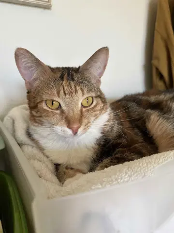 Princess Zelda thumbnail 3