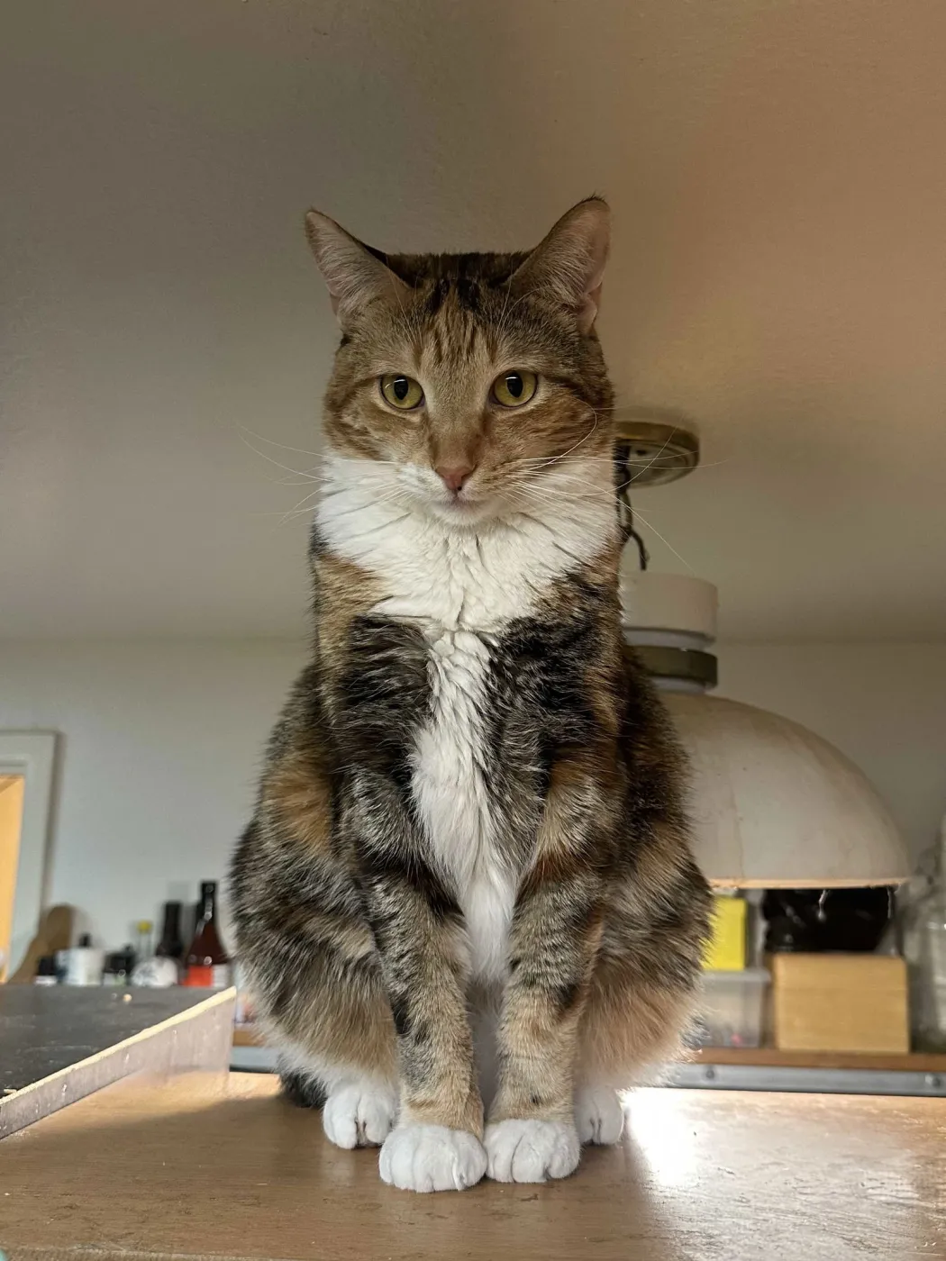 Princess Zelda - Photo 4