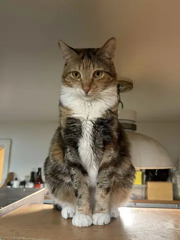 Princess Zelda thumbnail 4