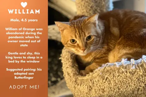 William Of Orange thumbnail 2