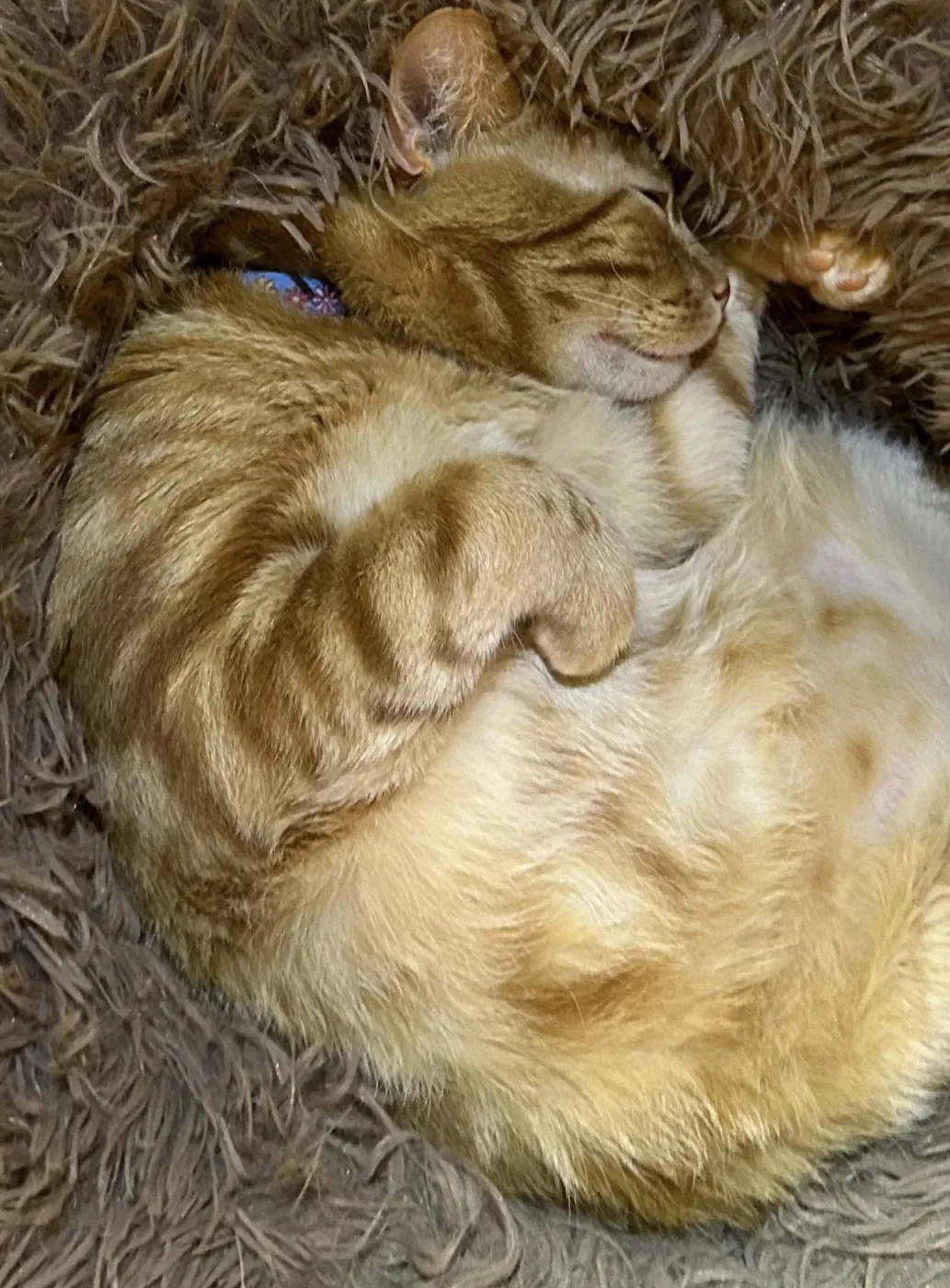 William Of Orange - Photo 4