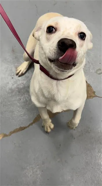 Snake Root - Photo 1